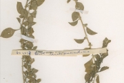 <strong>Amaranthaceae - Aerva - Aerva lanata (L.) Juss. ex Schult.</strong><br />© hnb