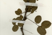 <strong>Euphorbiaceae - Phyllanthus - Phyllanthus reticulatus Poir.</strong><br />© hnb