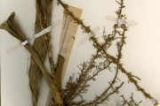 <strong>Asparagaceae - Sansevieria - Sansevieria liberica Gér. & Labr.</strong><br />© hnb