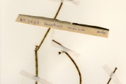 <strong>Asclepiadaceae - Sarcostemma - Sarcostemma viminale (L.) R.Br.</strong><br />© hnb