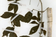 <strong>Rubiaceae - Vangueriella - Vangueriella spinosa (Schumach. & Thonn.) Verdc.</strong><br />© hnb