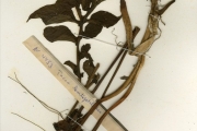 <strong>Taccaceae - Tacca - Tacca leontopetaloides (L.) Kuntze</strong><br />© hnb