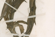 <strong>Amaryllidaceae - Crinum - Crinum ornatum (Aiton) Bury</strong><br />© hnb