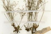 <strong>Molluginaceae - Mollugo - Mollugo nudicaulis Lam.</strong><br />© hnb