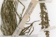 <strong>Poaceae - Eragrostis - Eragrostis ciliaris (L.) R.Br.</strong><br />© hnb