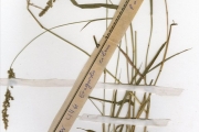 <strong>Poaceae - Eragrostis - Eragrostis ciliaris (L.) R.Br.</strong><br />© hnb