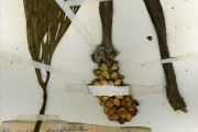 <strong>Araceae - Amorphophallus - Amorphophallus dracontioides (Engl.) N.E.Br.</strong><br />© hnb