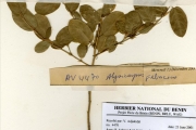 <strong>Leguminosae-Papilionoideae - Alysicarpus - Alysicarpus ovalifolius (Schumach.) J.Léonard</strong><br />© hnb