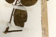 <strong>Moraceae - Ficus - Ficus glumosa Delile</strong><br />© hnb
