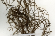<strong>Lauraceae - Cassytha - Cassytha filiformis L.</strong><br />© hnb