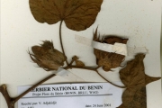 <strong>Malvaceae - Gossypium - Gossypium barbadense L. var. barbadense</strong><br />© hnb