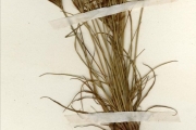 <strong>Cyperaceae - Cyperus - Cyperus amabilis Vahl</strong><br />© hnb