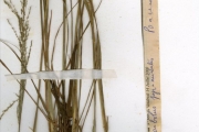 <strong>Poaceae - Sporobolus - Sporobolus pyramidalis P.Beauv.</strong><br />© hnb