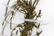 <strong>Poaceae - Perotis - Perotis indica (L.) Kuntze</strong><br />© hnb