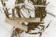 <strong>Poaceae - Perotis - Perotis indica (L.) Kuntze</strong><br />© hnb
