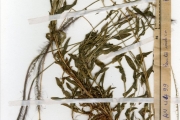 <strong>Poaceae - Perotis - Perotis indica (L.) Kuntze</strong><br />© hnb