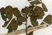 <strong>Rutaceae - Zanthoxylum - Zanthoxylum zanthoxyloides (Lam.) Zepern. & Timler</strong><br />© hnb
