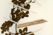 <strong>Leguminosae-Papilionoideae - Dalbergia - Dalbergia melanoxylon Guill. & Perr.</strong><br />© hnb