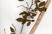 <strong>Sapindaceae - Allophylus - Allophylus spicatus (Poir.) Radlk.</strong><br />© hnb