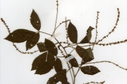 <strong>Sapindaceae - Allophylus - Allophylus spicatus (Poir.) Radlk.</strong><br />© hnb