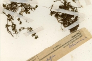 <strong>Portulacaceae - Portulaca - Portulaca quadrifida L.</strong><br />© hnb