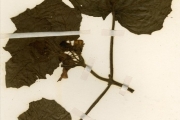 <strong>Martyniaceae - Martynia - Martynia annua L.</strong><br />© hnb