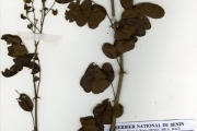 <strong>Leguminosae-Papilionoideae - Machaerium - Machaerium lunatum (L.f.) Ducke</strong><br />© hnb