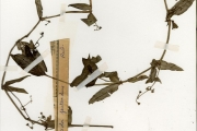 <strong>Rubiaceae - Pentodon - Pentodon pentandrus (Schumach. & Thonn.) Vatke</strong><br />© hnb