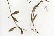 <strong>Rubiaceae - Pentodon - Pentodon pentandrus (Schumach. & Thonn.) Vatke</strong><br />© hnb