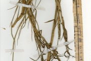 <strong>Poaceae - Paspalum - Paspalum vaginatum Sw.</strong><br />© hnb