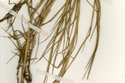 <strong>Poaceae - Paspalum - Paspalum vaginatum Sw.</strong><br />© hnb