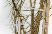 <strong>Poaceae - Paspalum - Paspalum vaginatum Sw.</strong><br />© hnb