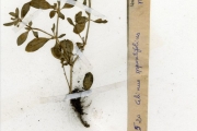<strong>Molluginaceae - Glinus - Glinus oppositifolius (L.) Aug.DC.</strong><br />© hnb