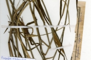<strong>Poaceae - Paspalum - Paspalum scrobiculatum L.</strong><br />© hnb