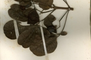 <strong>Verbenaceae - Vitex - Vitex doniana Sweet</strong><br />© hnb