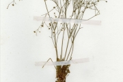 <strong>Molluginaceae - Mollugo - Mollugo nudicaulis Lam.</strong><br />© hnb