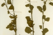 <strong>Malvaceae - Sida - Sida cordifolia L.</strong><br />© hnb