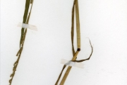 <strong>Poaceae - Paspalidium - Paspalidium geminatum (Forssk.) Stapf</strong><br />© hnb