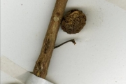 <strong>Moraceae - Ficus - Ficus polita Vahl</strong><br />© hnb