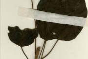 <strong>Moraceae - Ficus - Ficus polita Vahl</strong><br />© hnb