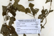 <strong>Lamiaceae - Solenostemon - Solenostemon monostachyus (P.Beauv.) Briq. subsp. monostachyus</strong><br />© hnb
