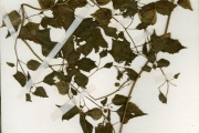 <strong>Solanaceae - Physalis - Physalis angulata L.</strong><br />© hnb
