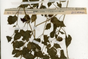 <strong>Solanaceae - Physalis - Physalis angulata L.</strong><br />© hnb