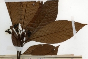 <strong>Rubiaceae - Psychotria - Psychotria vogeliana Benth.</strong><br />© hnb