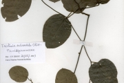 <strong>Menispermaceae - Triclisia - Triclisia subcordata Oliv.</strong><br />© hnb