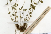 <strong>Rubiaceae - Spermacoce - Spermacoce exilis (L.O.Williams) C.D.Adams ex W.C.Burger & C.M.Taylor</strong><br />© hnb