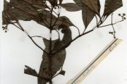 <strong>Rubiaceae - Psychotria - Psychotria calva Hiern</strong><br />© hnb