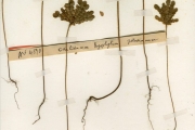 <strong>Oxalidaceae - Biophytum - Biophytum umbraculum Welw.</strong><br />© hnb
