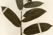 <strong>Marantaceae - Trachyphrynium - Trachyphrynium braunianum (K.Schum.) Baker</strong><br />© hnb