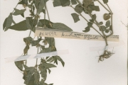 <strong>Acanthaceae - Justicia - Justicia insularis T.Anderson</strong><br />© hnb